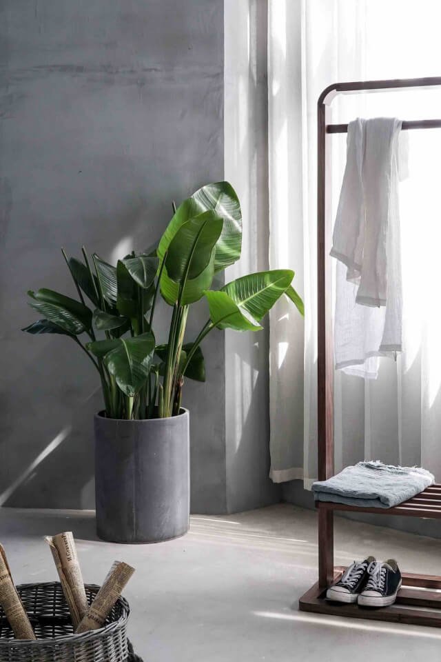 plants-shop-product-gallery-img-12 plants shop product gallery img 12